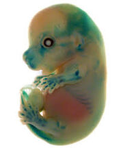 Thylacine mouse embryo