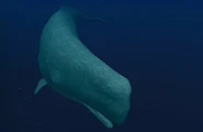 Leviathan in Endless Ocean 2, where it's depicted as a white outrageous sperm whale.