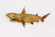 Proposed shark, (Bad traduction?) a shark-like fish actually related to the trout.