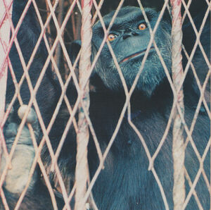 Yaounde-Zoo-Jenkins-&-Gadsby-ape-1996