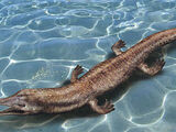 Flathead Lake Monster