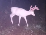 Ghost Deer