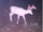 Ghost Deer