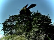 Massive Carpenter bee
