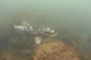 A living trout covered In Saprolegnia