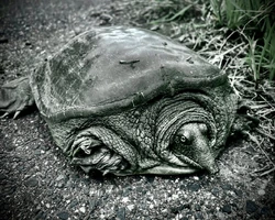 Ōgame | Cryptid Wiki | Fandom