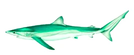 Green Shark