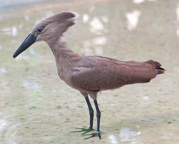 750px-Hammerkop Scopus umbretta National Aviary 2000px