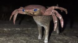 Kanibanbani2
