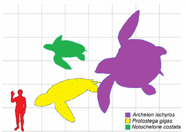 Prehistoric Turtle Size Comparison