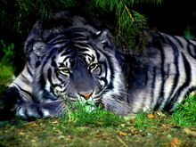 Blue tiger-0.jpg