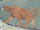Ennedi Tiger