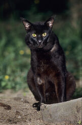 Jungle-Cat-MJCA006