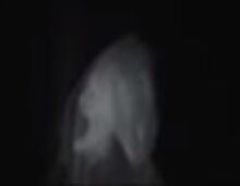 Noruegan unknown creature.jpg