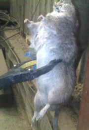 Giant rat