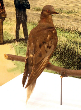 Martha (Passenger Pigeon)