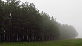 Misty Zlatibor forest