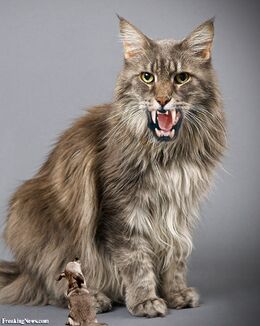 Monster-Cat--29537