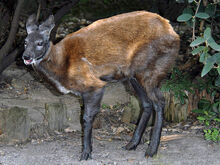 Siberian-musk-deer img01-l