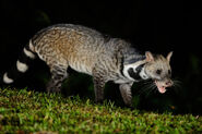 What about a large Indian civet?