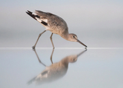 Willet