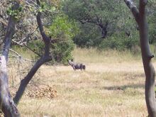 Chupacabra003.jpg (343 KB) "El Chupacabra"