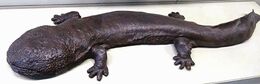 Giant salamander at Museum Schloss Rosenstein, Markus Buhler