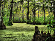 Honey Island Swamp, Louisiana