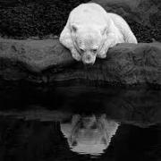 White bear