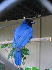 An Azure Jay