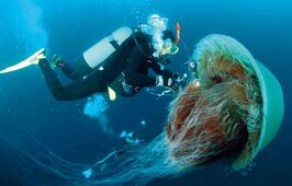 Lion mane jellyfish3