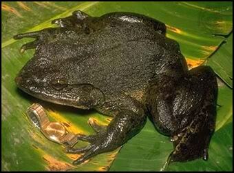 Goliath Frog Cryptid Wiki Fandom
