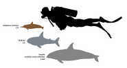 Size scale