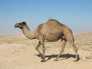Ghostcamel