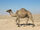 Ghost Camel