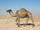 Ghost Camel
