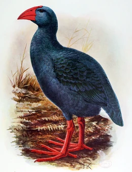 Reunion Swamphen