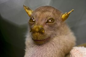 Yodabat