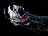 Giant Dragonfish