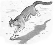 Queensland tiger Coudray