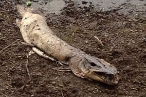 Roch Ness Monster.jpg
