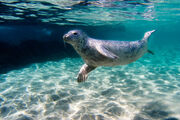 Grey seal