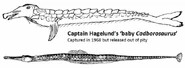 Hagelund-baby-and-pipefish-CM-Sept-2011-tiny