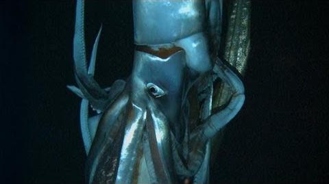 Discovering the Giant Squid Curiosity