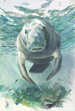 Helena Manatee