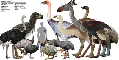 prehistoric terror birds