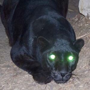 Alien Big Cats Cryptid Wiki Fandom