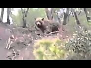 Alleged video of the Atlas Bear