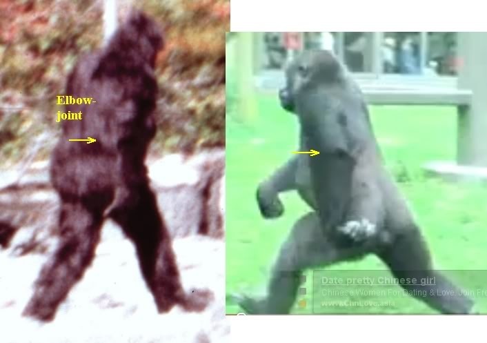 Calling all Patterson Gimlin Film Skeptics: Prove that Patty is a