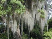 Spanish moss 2